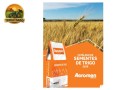 semente-de-trigo-biotrigo-tbio-calibre-agromen-superprecoce-melhorador-small-1