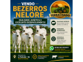 bezerros-nelore-a-venda-em-ji-parana-ro-excelente-genetica-e-procedencia-small-0