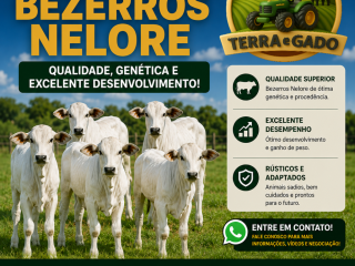 bezerros-nelore-a-venda-em-ji-parana-ro-excelente-genetica-e-procedencia