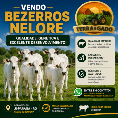 bezerros-nelore-a-venda-em-ji-parana-ro-excelente-genetica-e-procedencia-big-0