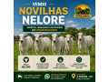 novilhas-nelore-a-venda-em-ji-parana-ro-small-0