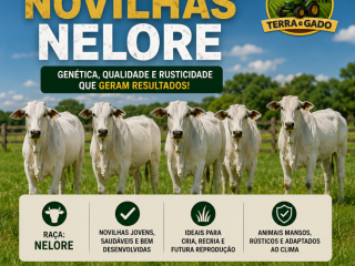 novilhas-nelore-a-venda-em-ji-parana-ro