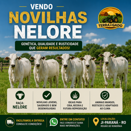 novilhas-nelore-a-venda-em-ji-parana-ro-big-0