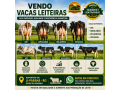 vacas-leiteiras-a-venda-em-ji-parana-ro-small-0