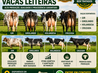 vacas-leiteiras-a-venda-em-ji-parana-ro