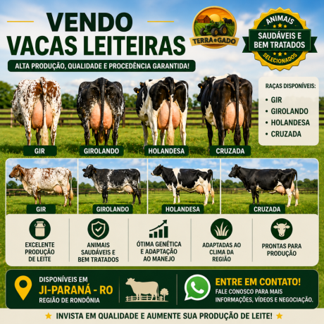 vacas-leiteiras-a-venda-em-ji-parana-ro-big-0