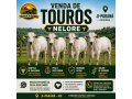 touros-nelore-a-venda-em-ji-parana-ro-small-0