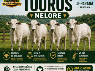 touros-nelore-a-venda-em-ji-parana-ro