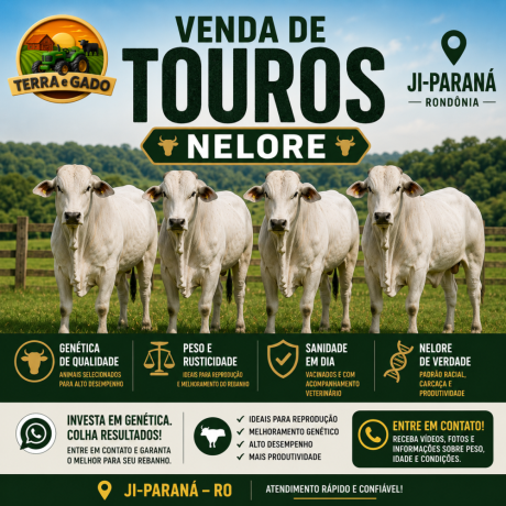 touros-nelore-a-venda-em-ji-parana-ro-big-0