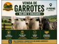 garrotes-nelore-e-cruzados-a-venda-em-ji-parana-ro-small-0