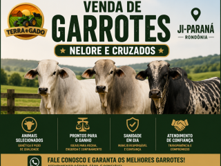 garrotes-nelore-e-cruzados-a-venda-em-ji-parana-ro