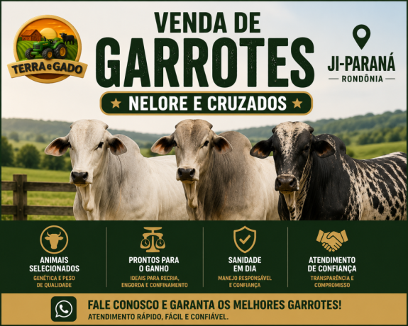 garrotes-nelore-e-cruzados-a-venda-em-ji-parana-ro-big-0