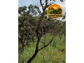 fazenda-sem-benfeitorias-com-excelente-potencial-small-2