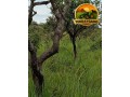 fazenda-sem-benfeitorias-com-excelente-potencial-small-1