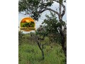 fazenda-sem-benfeitorias-com-excelente-potencial-small-0