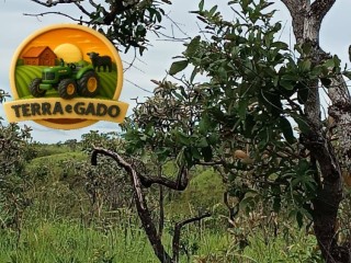 fazenda-sem-benfeitorias-com-excelente-potencial
