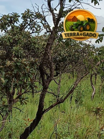 fazenda-sem-benfeitorias-com-excelente-potencial-big-2