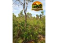 fazenda-a-venda-em-almasto-71-alqueires-small-0