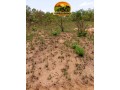 fazenda-a-venda-em-almasto-71-alqueires-small-3