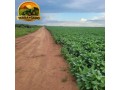 fazenda-600-hectares-em-bom-jesus-pi-420-ha-abertos-regiao-estrategica-small-1