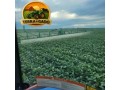 fazenda-600-hectares-em-bom-jesus-pi-420-ha-abertos-regiao-estrategica-small-0