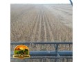 fazenda-600-hectares-em-bom-jesus-pi-420-ha-abertos-regiao-estrategica-small-2
