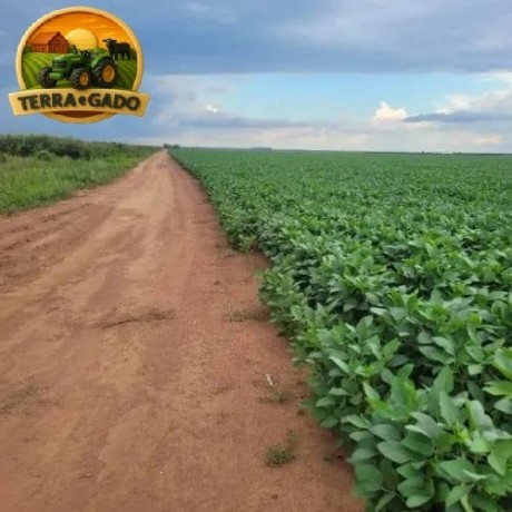 fazenda-600-hectares-em-bom-jesus-pi-420-ha-abertos-regiao-estrategica-big-1