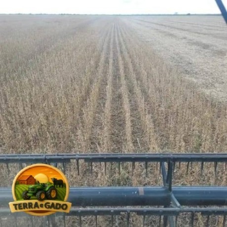 fazenda-600-hectares-em-bom-jesus-pi-420-ha-abertos-regiao-estrategica-big-2