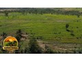fazenda-650-hectares-em-joao-pinheiro-mg-estruturada-beira-de-rio-small-1
