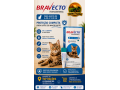 bravecto-transdermal-azul-para-gatos-de-625-a-125kg-protecao-completa-top-racoes-ji-parana-small-0