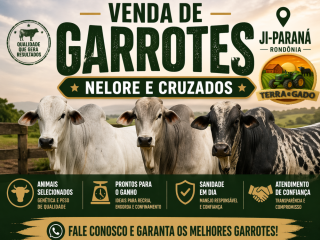 venda-de-garrotes-nelore-e-cruzados-em-ji-parana-ro-qualidade-e-procedencia