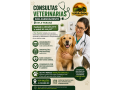 consultas-veterinarias-sob-agendamento-em-ji-parana-top-racoes-small-0