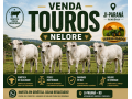 venda-de-touros-nelore-em-ji-parana-ro-genetica-de-alta-qualidade-small-0