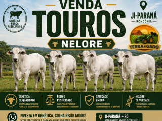 venda-de-touros-nelore-em-ji-parana-ro-genetica-de-alta-qualidade
