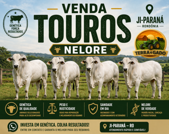 venda-de-touros-nelore-em-ji-parana-ro-genetica-de-alta-qualidade-big-0