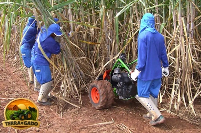 motorized-whole-cane-cutter-colhicana-cortador-motorizado-para-cana-inteira-big-4