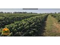 fazenda-de-3180-hectares-para-cafe-eucalipto-lavoura-e-pecuaria-em-minas-gerais-small-2