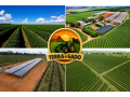 fazenda-de-3180-hectares-para-cafe-eucalipto-lavoura-e-pecuaria-em-minas-gerais-small-4