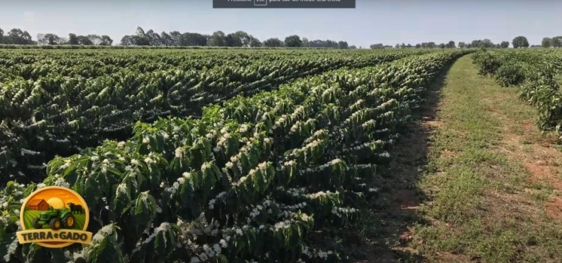 fazenda-de-3180-hectares-para-cafe-eucalipto-lavoura-e-pecuaria-em-minas-gerais-big-2
