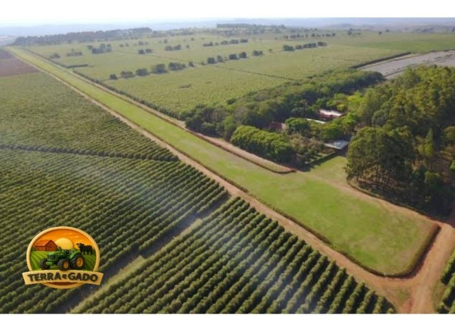 fazenda-de-3180-hectares-para-cafe-eucalipto-lavoura-e-pecuaria-em-minas-gerais-big-1
