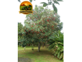 terreno-exclusivo-de-15-hectares-a-venda-em-iranduba-area-estruturada-com-casa-igarape-e-alto-potencial-de-valorizacao-small-2
