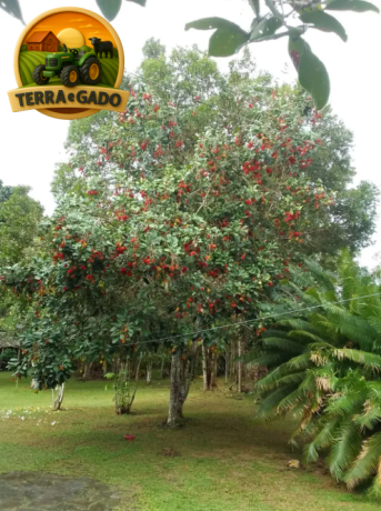 terreno-exclusivo-de-15-hectares-a-venda-em-iranduba-area-estruturada-com-casa-igarape-e-alto-potencial-de-valorizacao-big-2