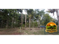 terreno-industrial-aprovado-com-incentivos-fiscais-a-venda-area-pronta-para-construir-e-operar-small-0