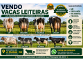 vendo-vacas-leiteiras-gir-girolando-holandesa-e-cruzadas-alta-producao-small-0
