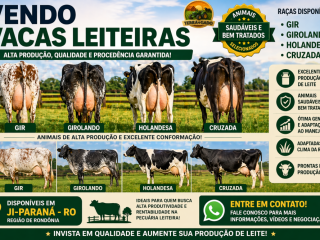vendo-vacas-leiteiras-gir-girolando-holandesa-e-cruzadas-alta-producao