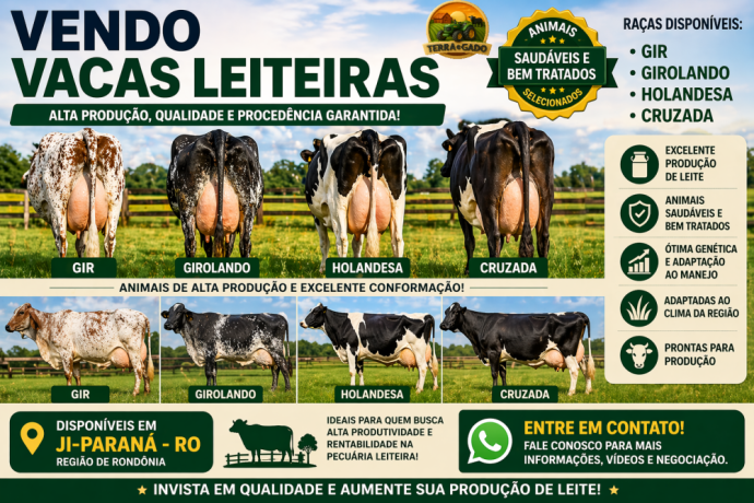 vendo-vacas-leiteiras-gir-girolando-holandesa-e-cruzadas-alta-producao-big-0