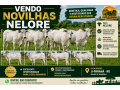 vendo-novilhas-nelore-qualidade-genetica-e-excelente-padrao-small-0