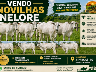 vendo-novilhas-nelore-qualidade-genetica-e-excelente-padrao
