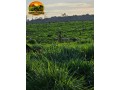 arrendamento-pecuario-no-para-fazenda-estruturada-para-7000-bezerros-ou-5000-vacas-small-3