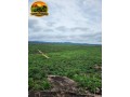 arrendamento-pecuario-no-para-fazenda-estruturada-para-7000-bezerros-ou-5000-vacas-small-0